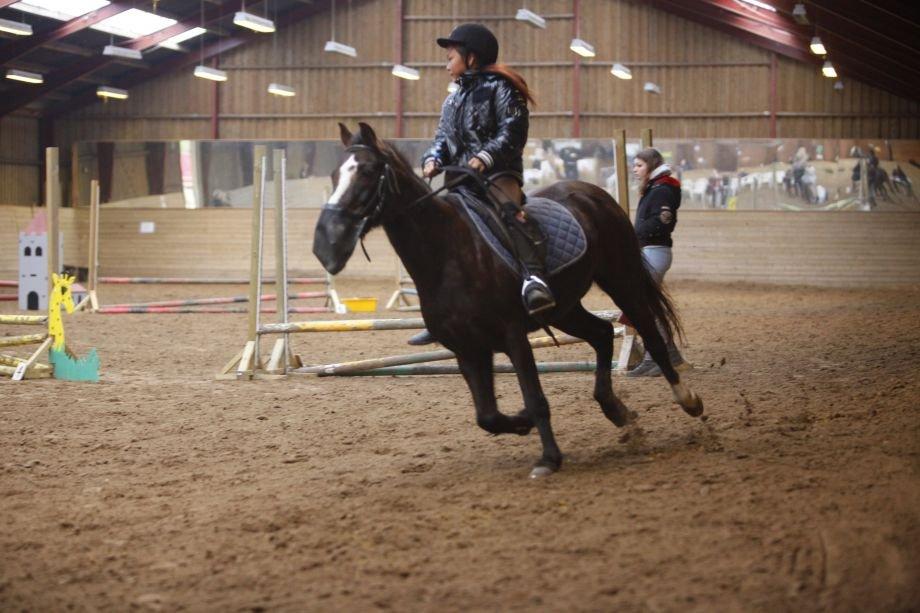 Hollandsk Sportspony bonfire {ridskole pony} billede 12