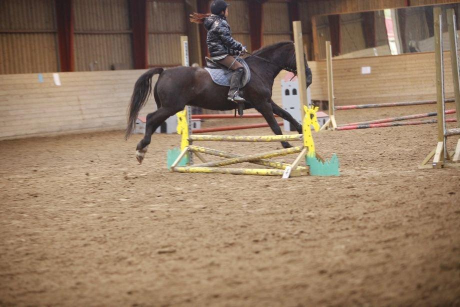 Hollandsk Sportspony bonfire {ridskole pony} billede 13