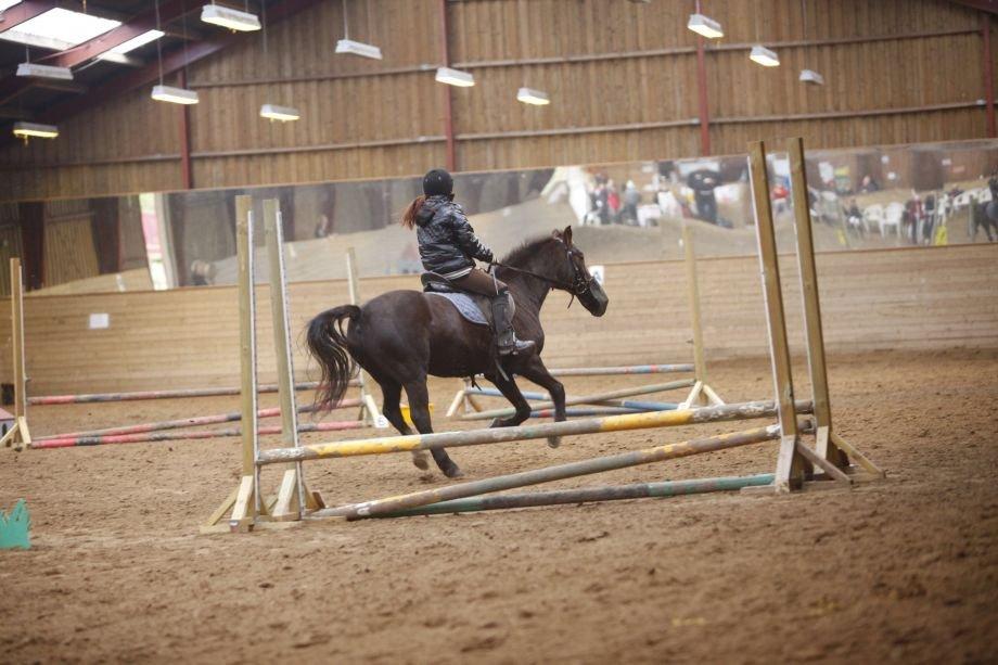 Hollandsk Sportspony bonfire {ridskole pony} billede 14