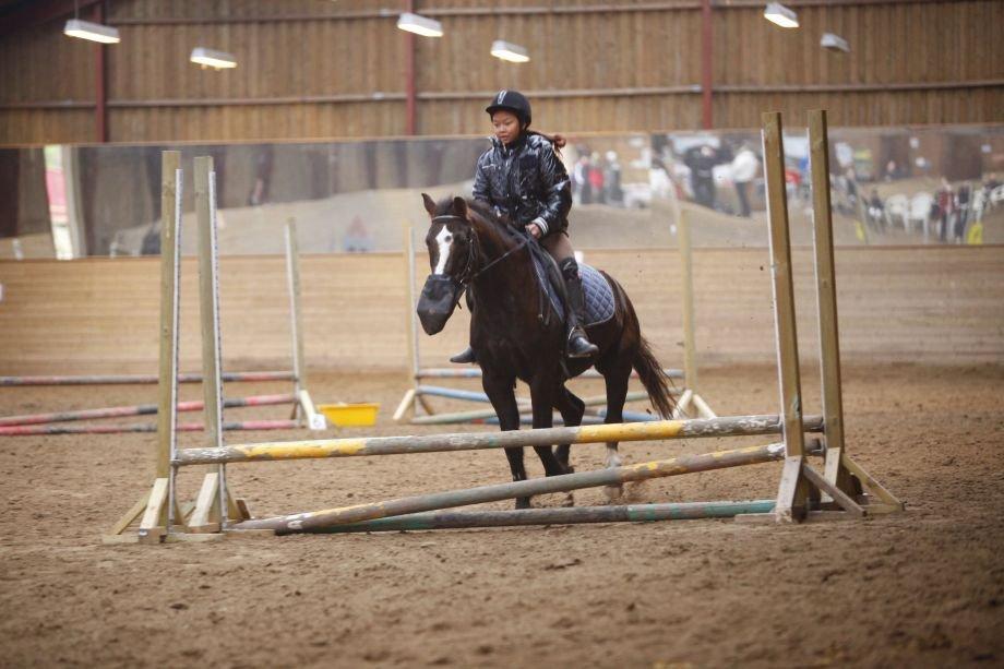 Hollandsk Sportspony bonfire {ridskole pony} billede 15