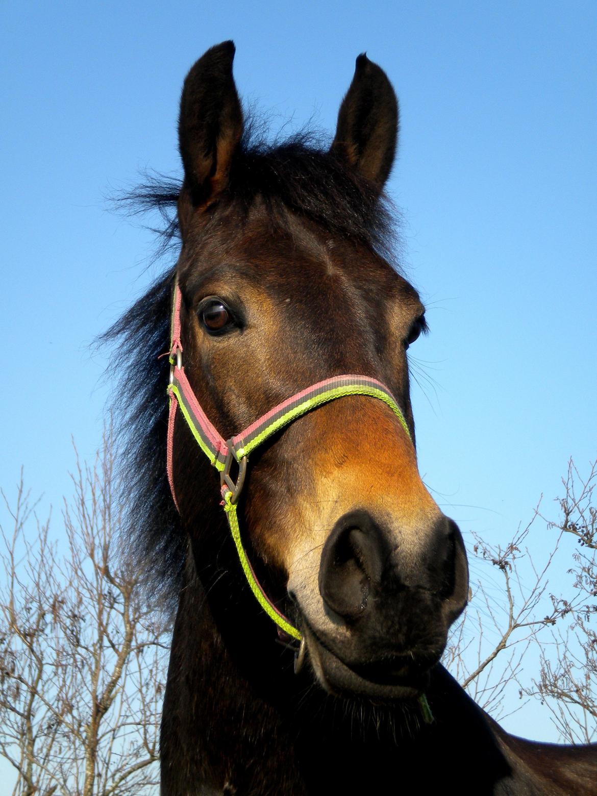 Anden særlig race Bjeldbaks Darling (Chauto) - Marts 2012 - Min lille smuksak! <3 billede 5