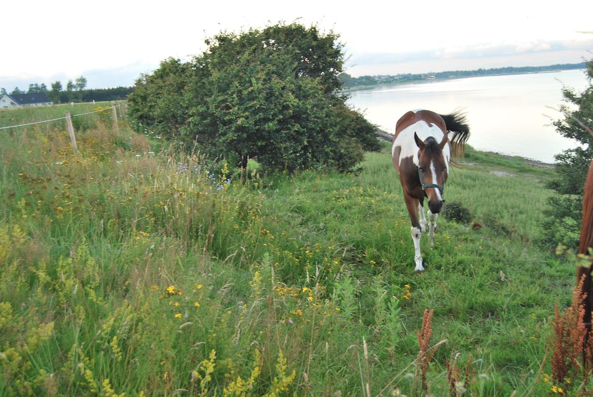 Paint Ems Painted Pearl billede 1