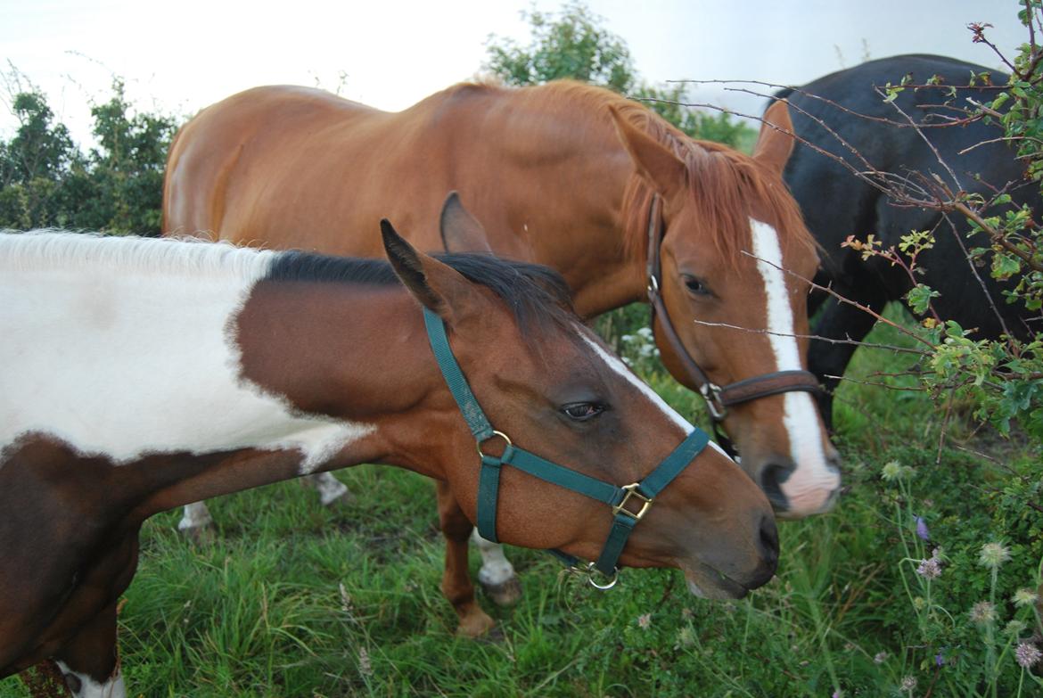 Paint Ems Painted Pearl - Perle og Laynie hygger på sommergræs ved limfjorden billede 2