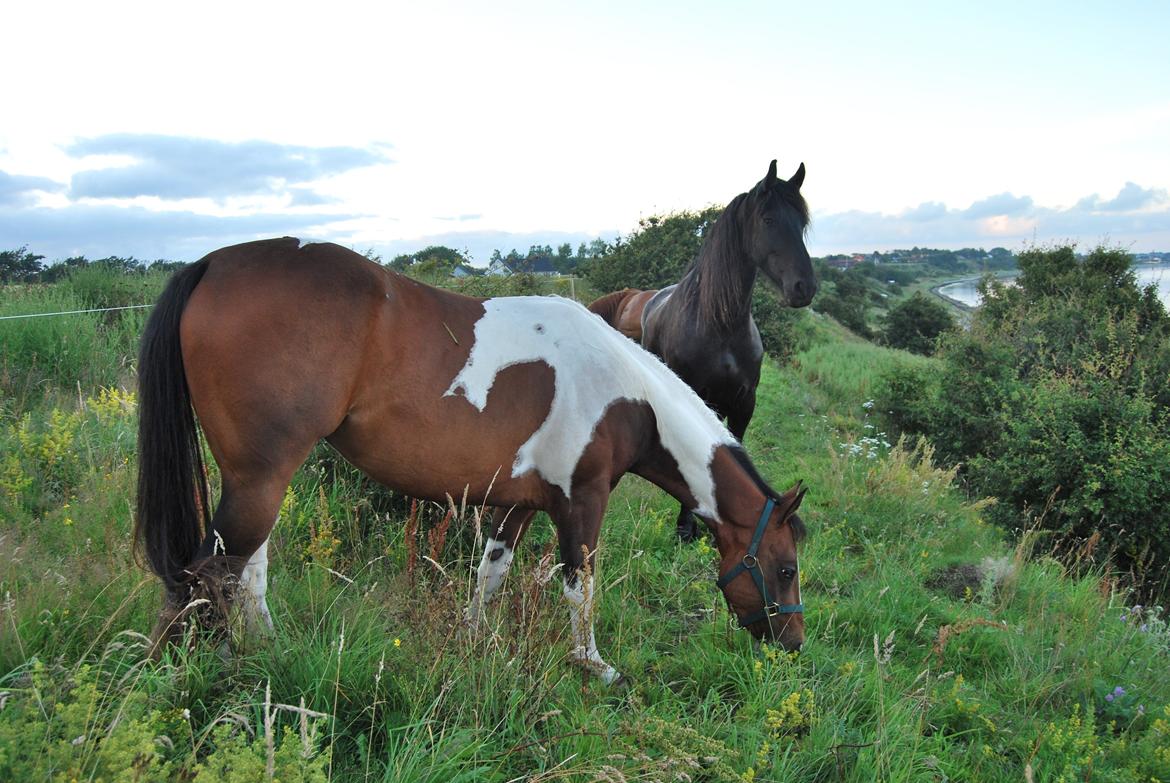 Paint Ems Painted Pearl billede 3