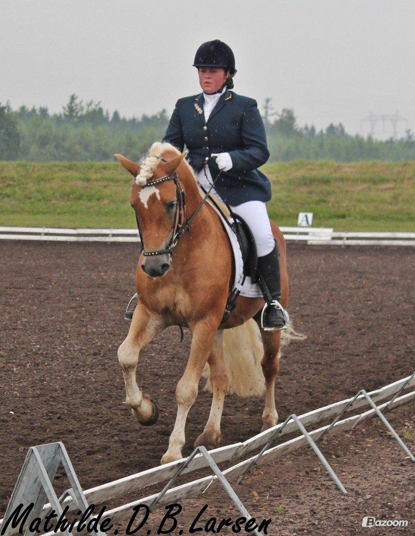 Haflinger Amadeos AVLHINGST billede 19