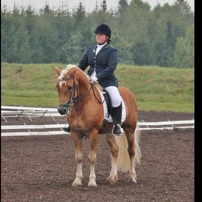 Haflinger Amadeos AVLHINGST billede 20