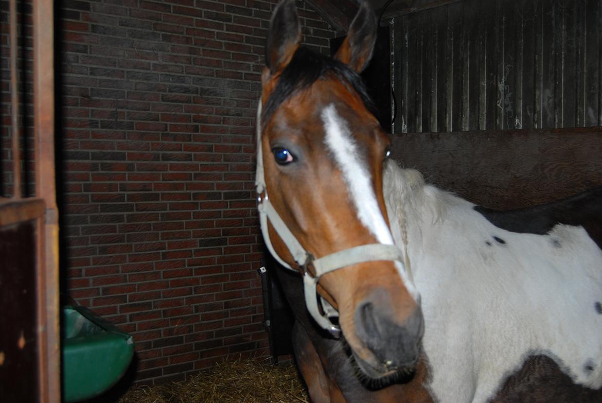 Paint Ems Painted Pearl billede 8