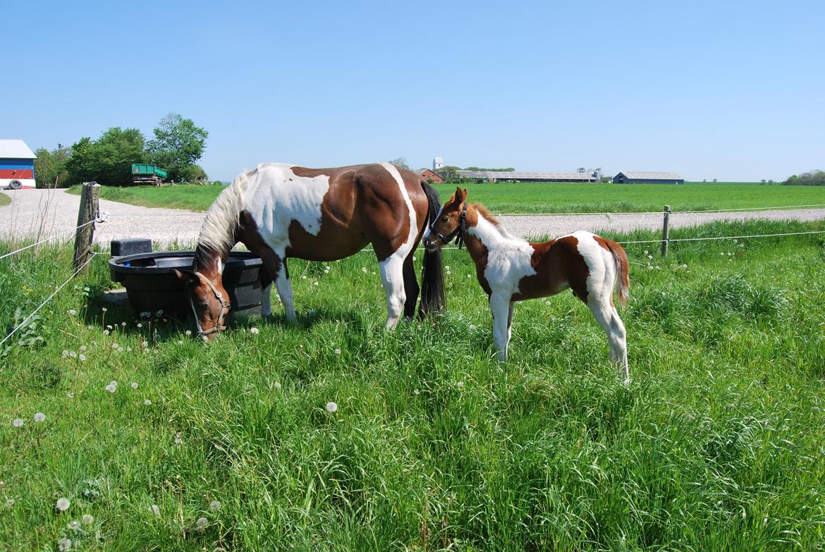 Paint Ems Painted Pearl billede 9