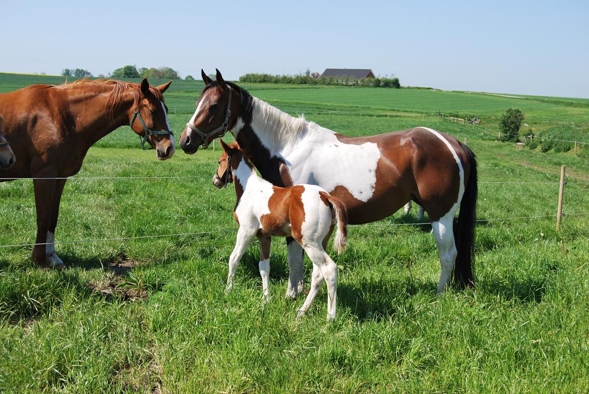 Paint Ems Painted Pearl billede 10