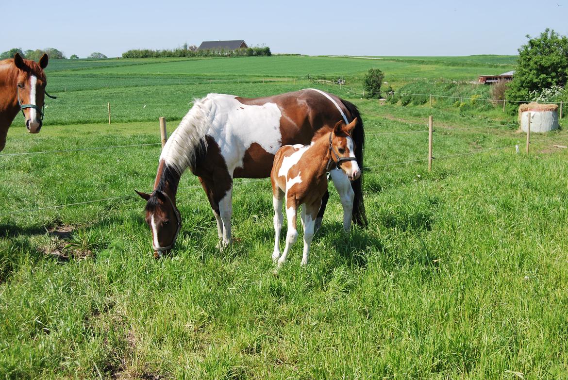 Paint Ems Painted Pearl billede 11