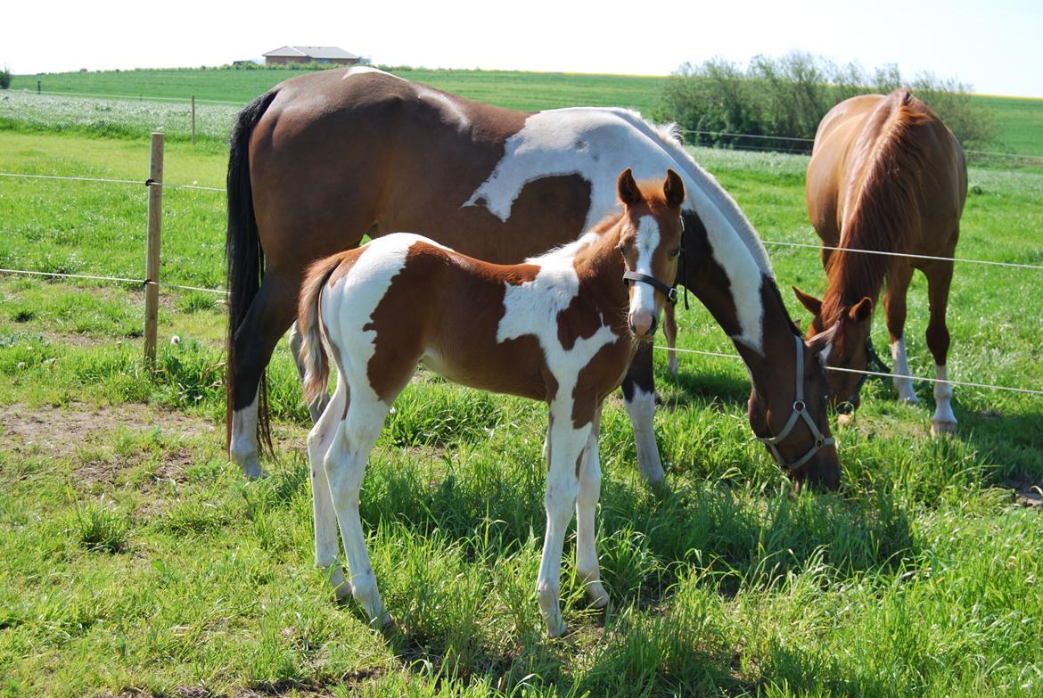 Paint Ems Painted Pearl billede 12