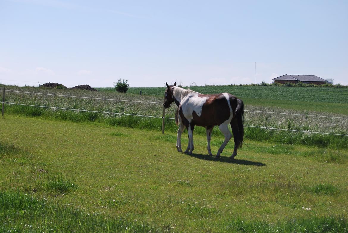 Paint Ems Painted Pearl billede 13