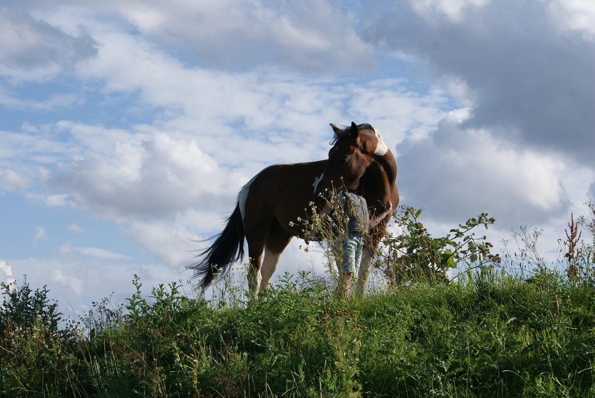 Pinto Check Me Out - Check Me Out billede 7