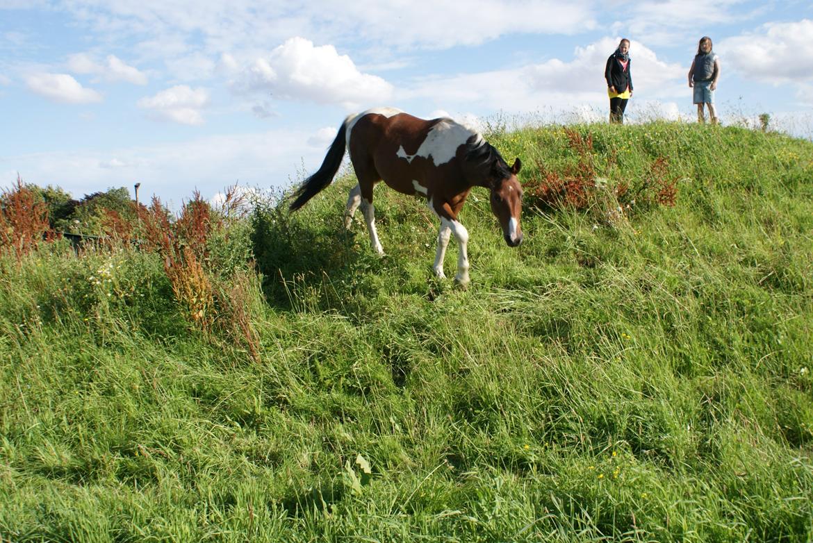 Pinto Check Me Out - Check Me Out billede 11