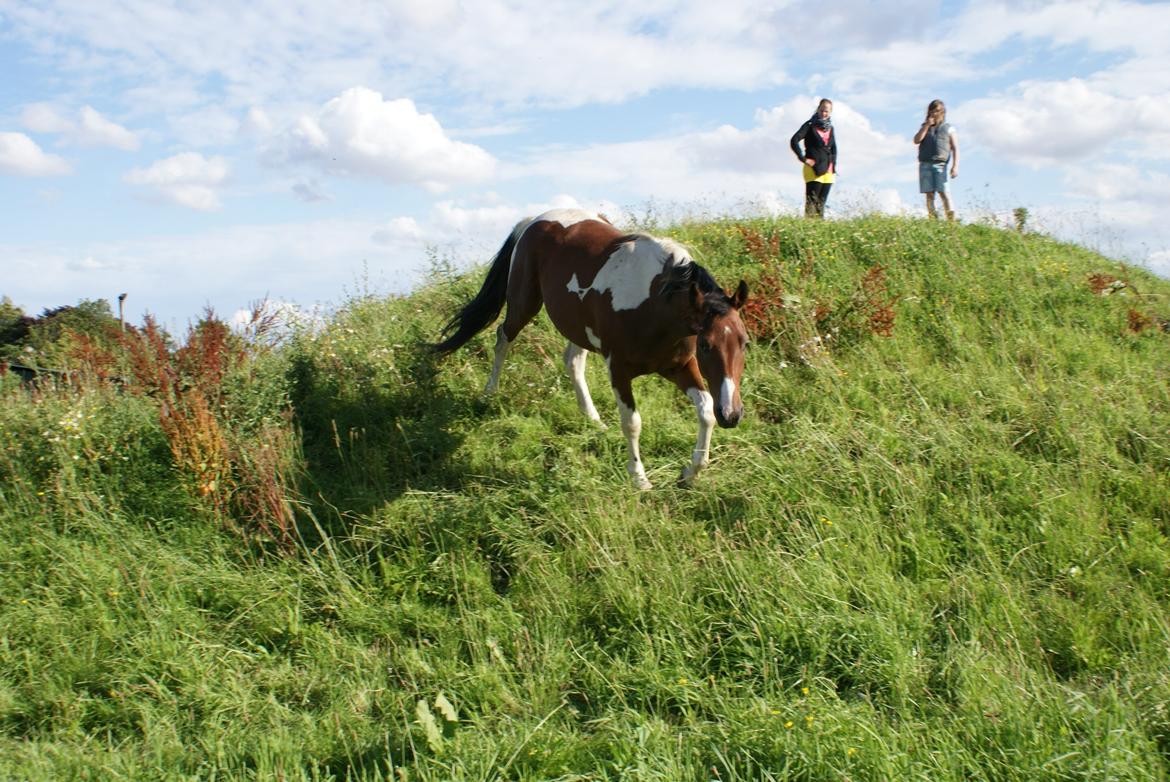 Pinto Check Me Out - Check Me Out billede 12