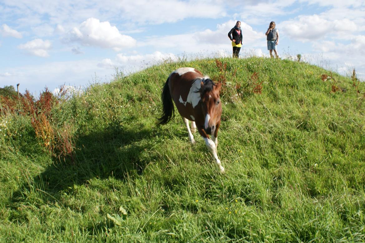 Pinto Check Me Out - Check Me Out billede 13