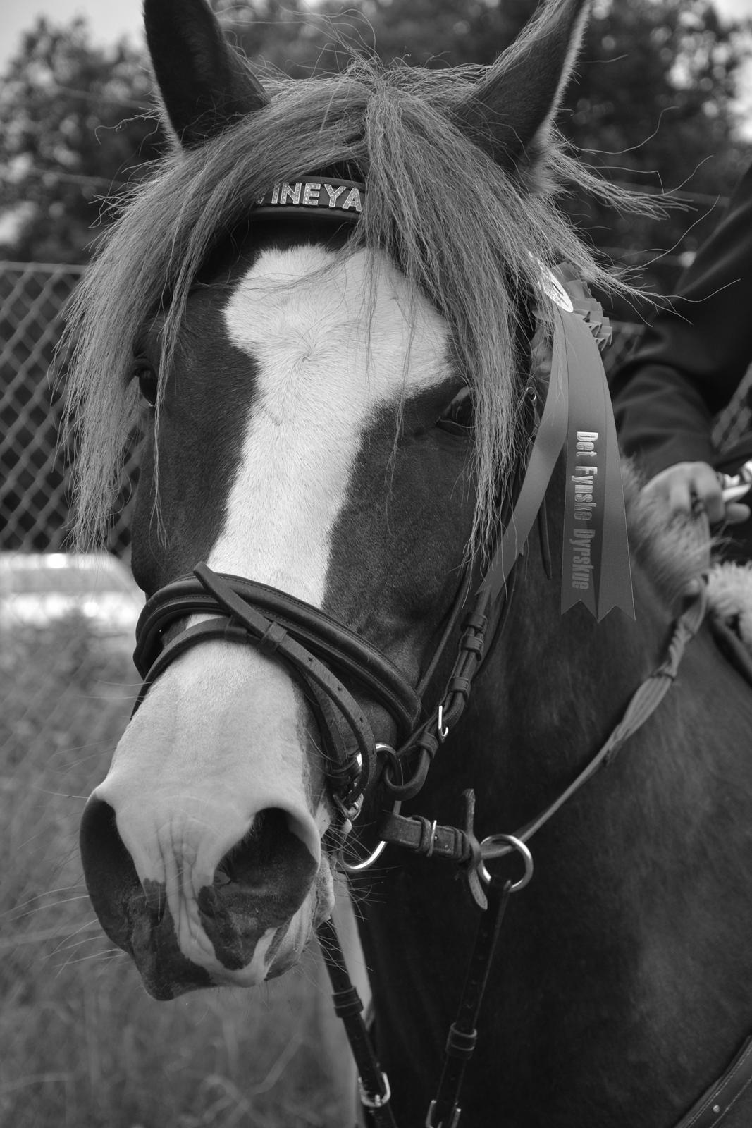 New Forest Tingvalla´s Vineyard - Dæææjlig pony:-)) 
Dyreskue 2012 billede 11