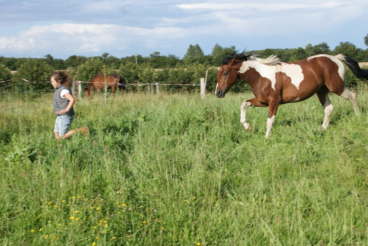 Pinto Check Me Out - Check Me Out billede 15