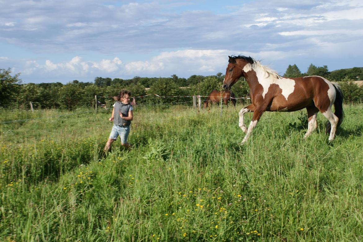 Pinto Check Me Out - Check Me Out billede 16