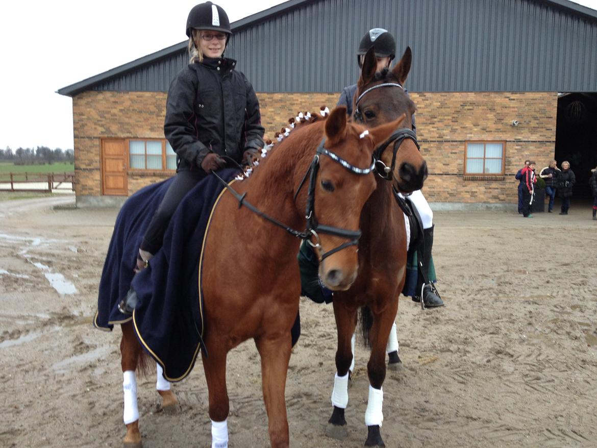 DSP Eldarion Telcontar TT (Dario) - 4 bedste venner. Annabell og Dario & Juliane og Rolle billede 4