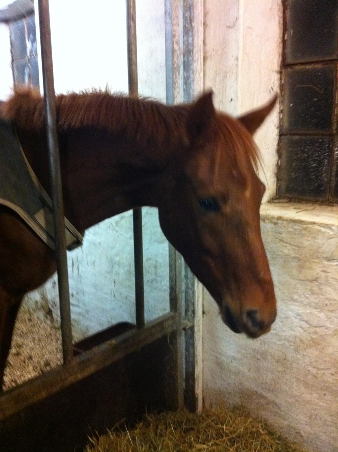 DSP Eldarion Telcontar TT (Dario) - Dario er lige ankommet 1/12-12 efter en rigtig lang køretur billede 1