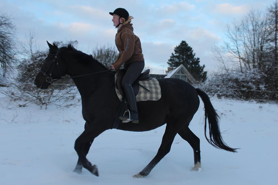 Trakehner Madam Mim billede 11