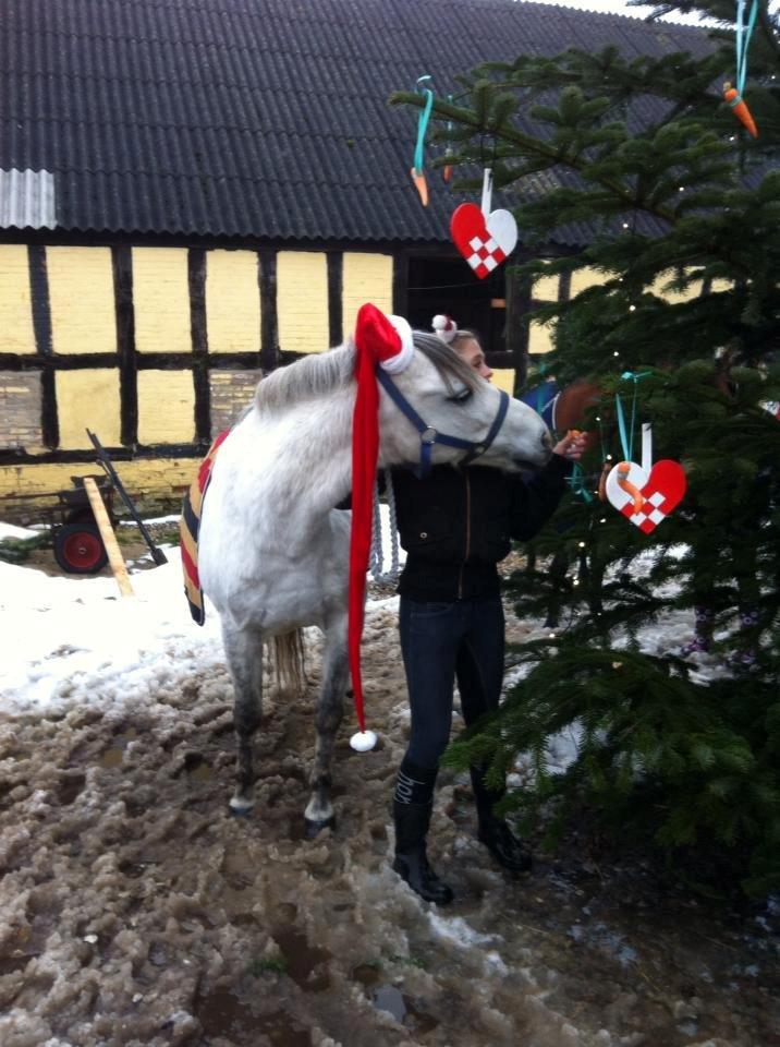 Anden særlig race Cæsar billede 3