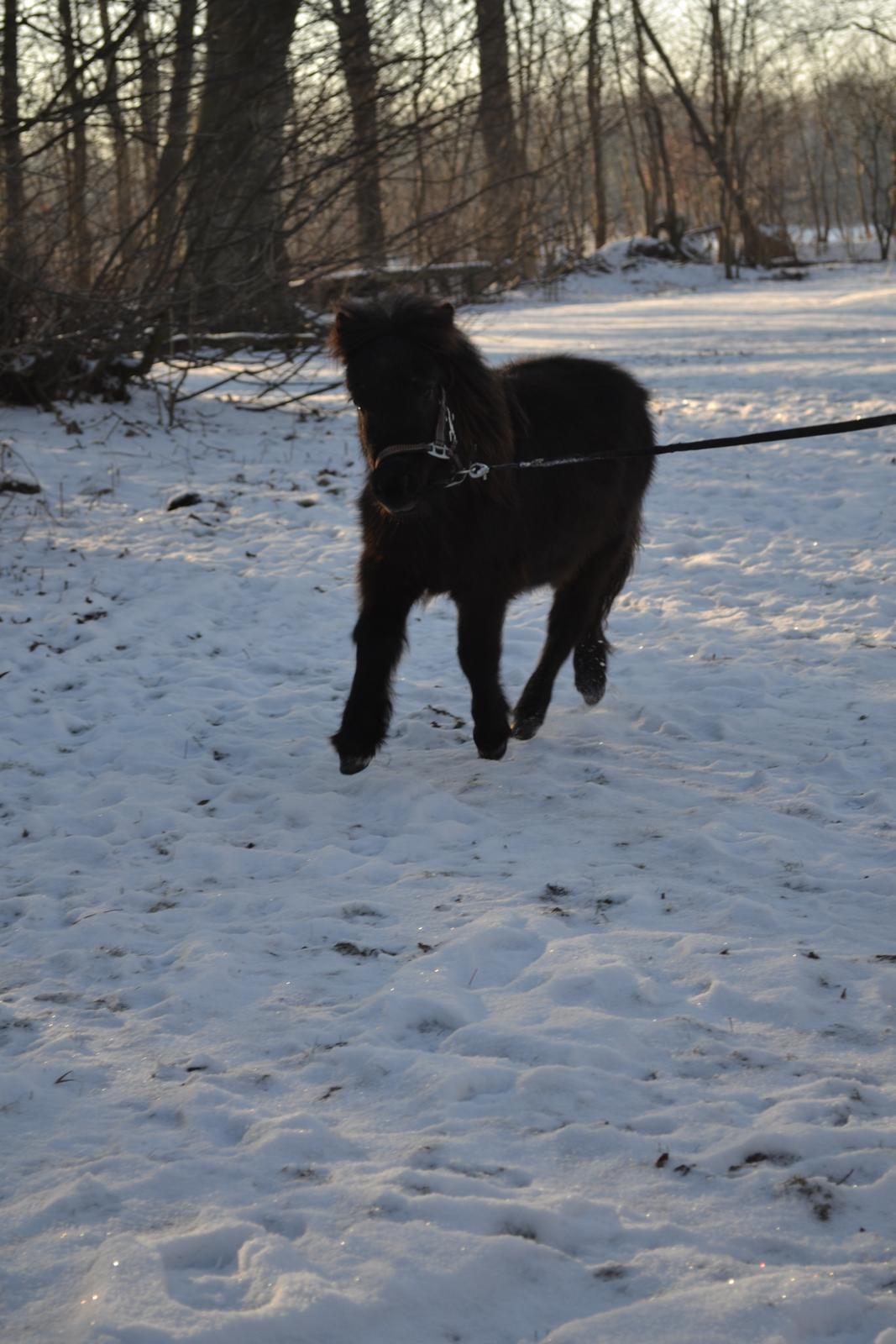 Anden særlig race Callisto - Callisto i hans flyvende trav :-) billede 9