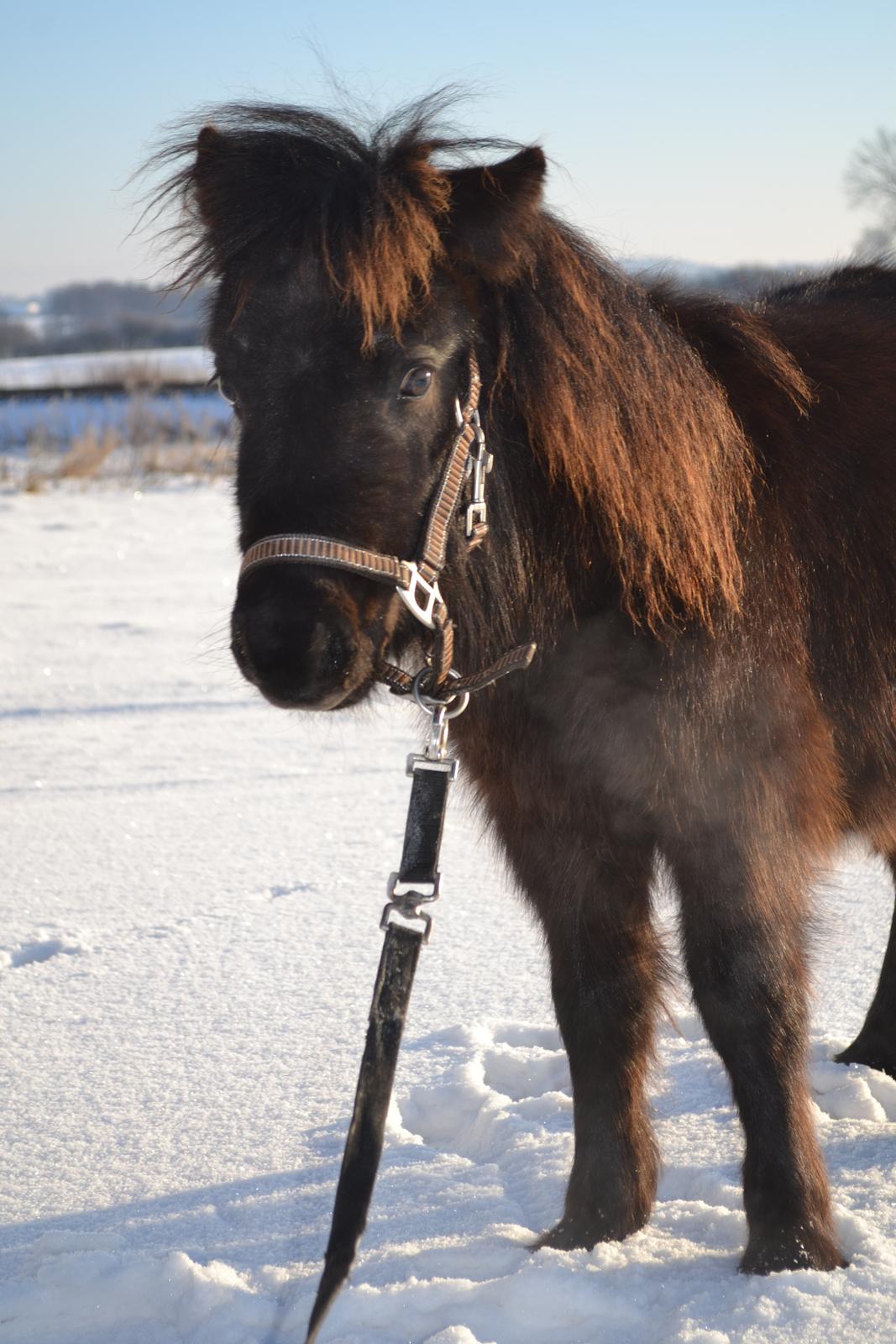 Anden særlig race Callisto - prinsen (L) billede 10