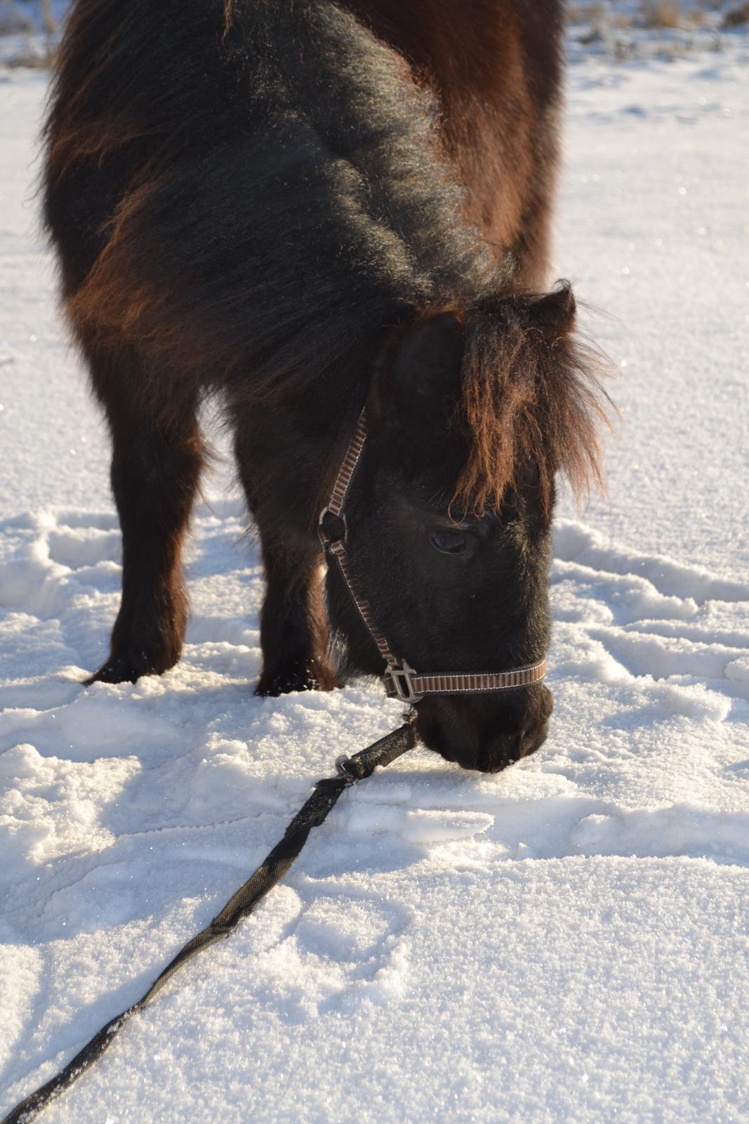 Anden særlig race Callisto billede 11