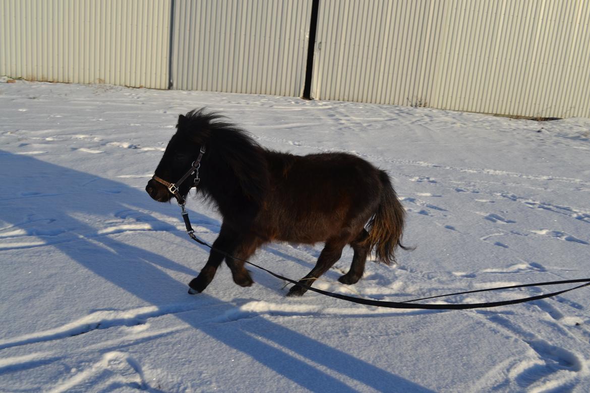 Anden særlig race Callisto - Callisto i gallop billede 12