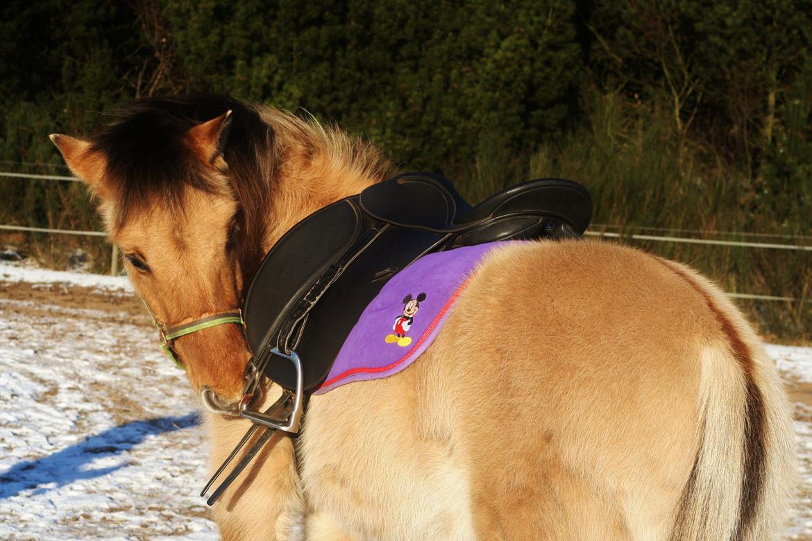 Anden særlig race Sexy Lover - d.20/01-13 Med sadel på for første gang billede 14