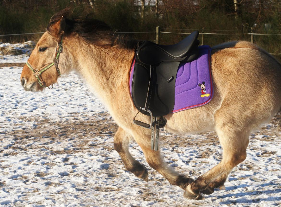 Anden særlig race Sexy Lover - d.20/01-13 En lækkerhed i fuld galop med sadel på for aller første gang <3 billede 15