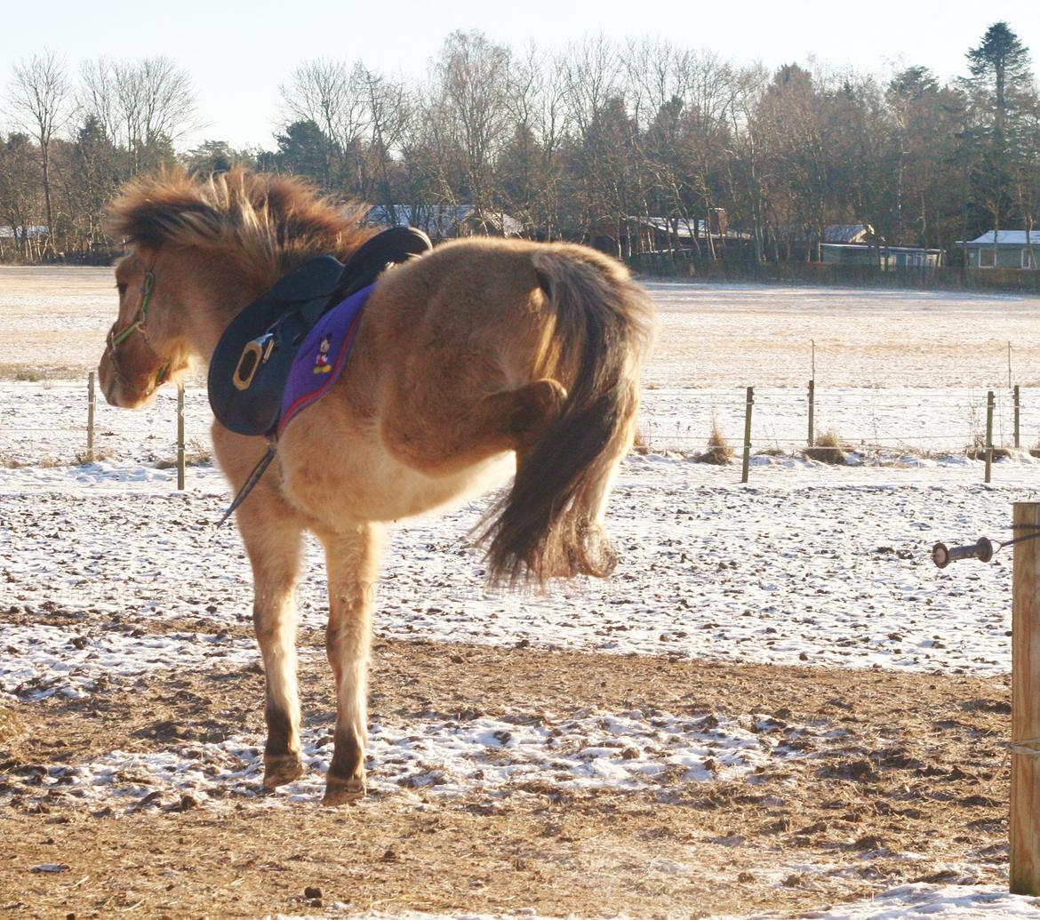 Anden særlig race Sexy Lover - d.20/01-13 Kom ikke og sig min pony ikke kan spring for uden opfordring springer han da lige over hegnet, og endda med sadel på for første gang xD billede 16