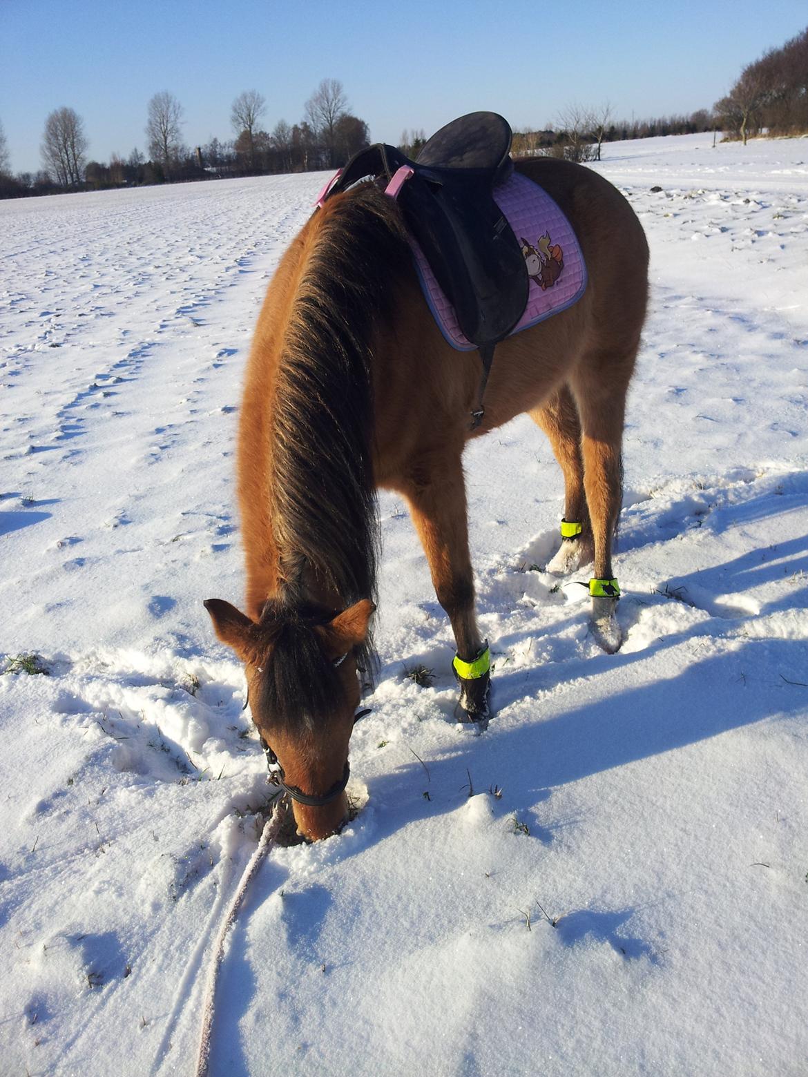 Anden særlig race Unica star billede 34