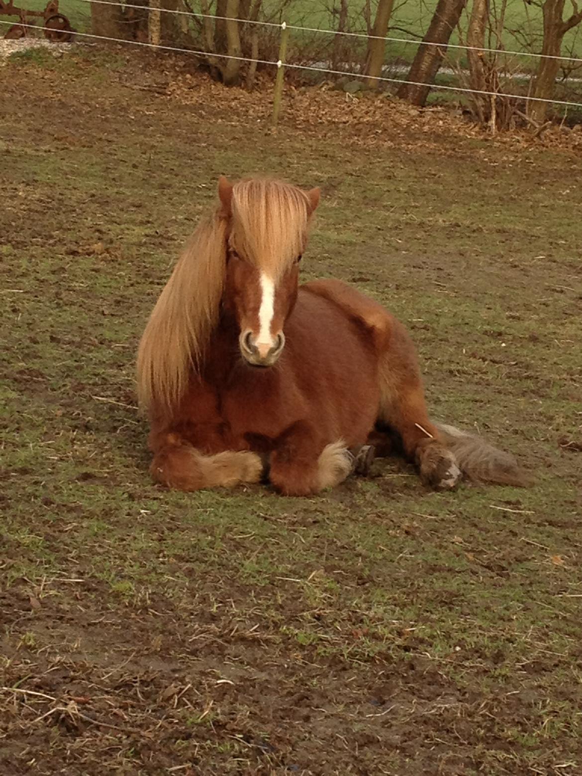 Islænder Laxi fra Højvang billede 1