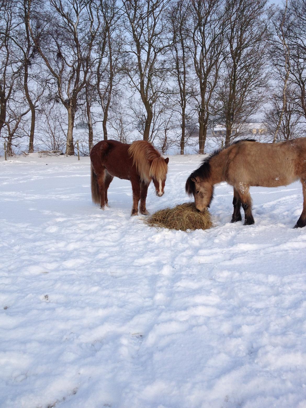 Islænder Laxi fra Højvang billede 2