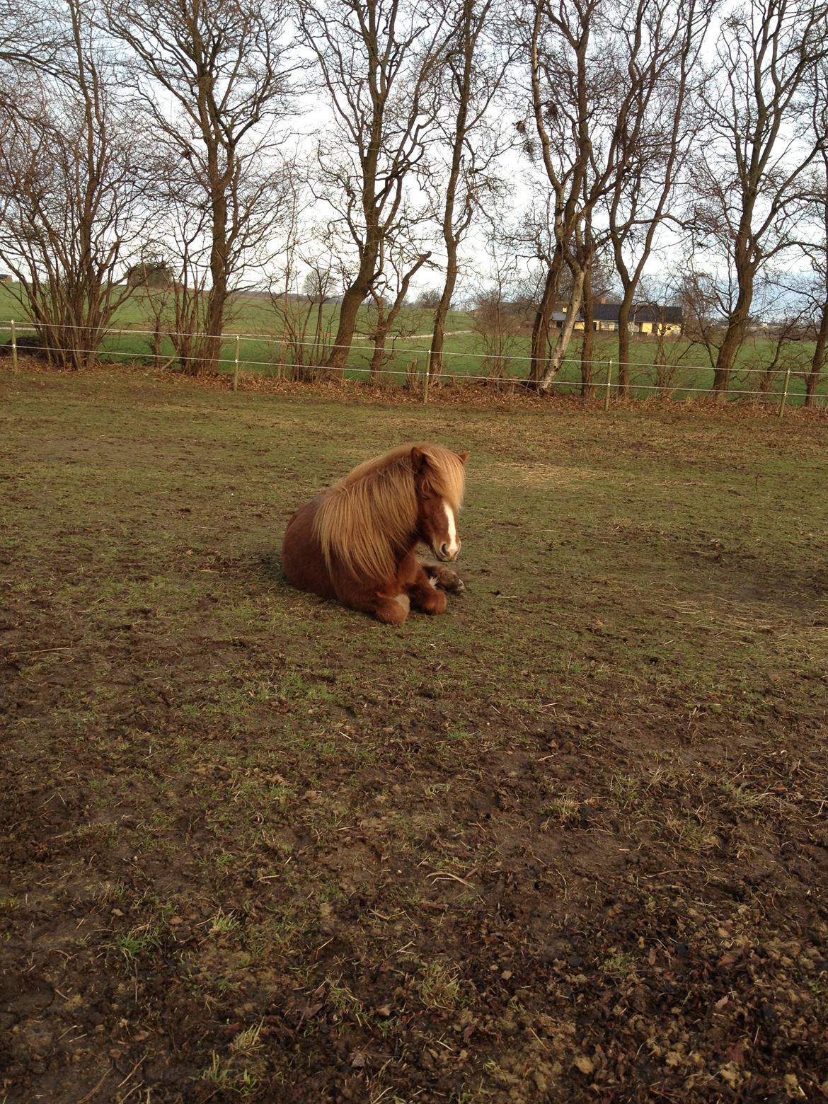 Islænder Laxi fra Højvang billede 4