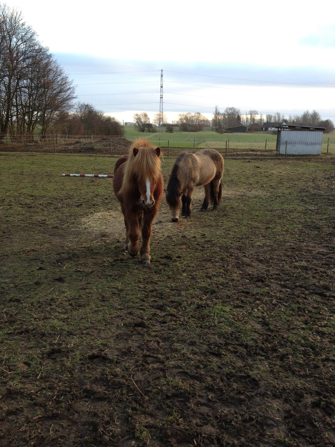 Islænder Laxi fra Højvang billede 5