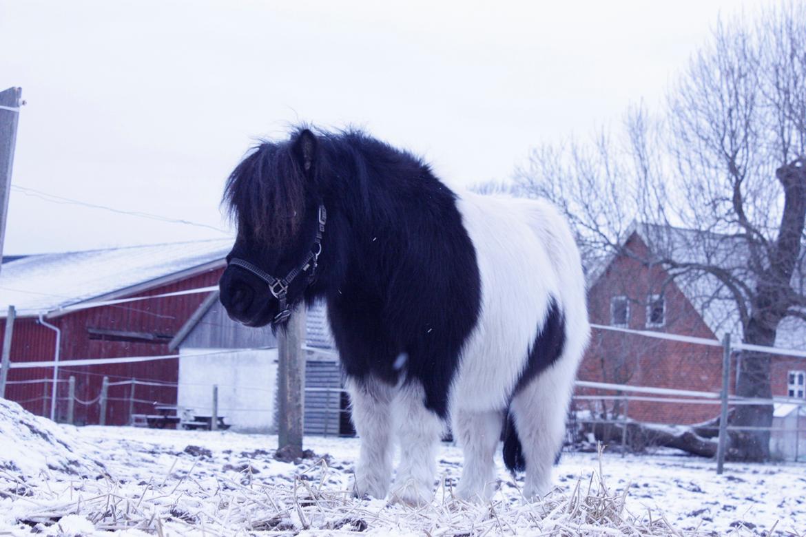Shetlænder Trold - Verdens bedste pony :*
D.18.01.13 - foto mig billede 18