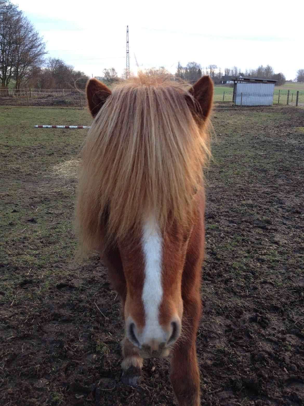 Islænder Laxi fra Højvang billede 6