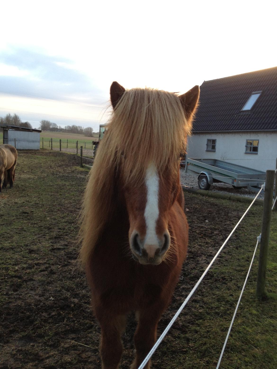 Islænder Laxi fra Højvang billede 7