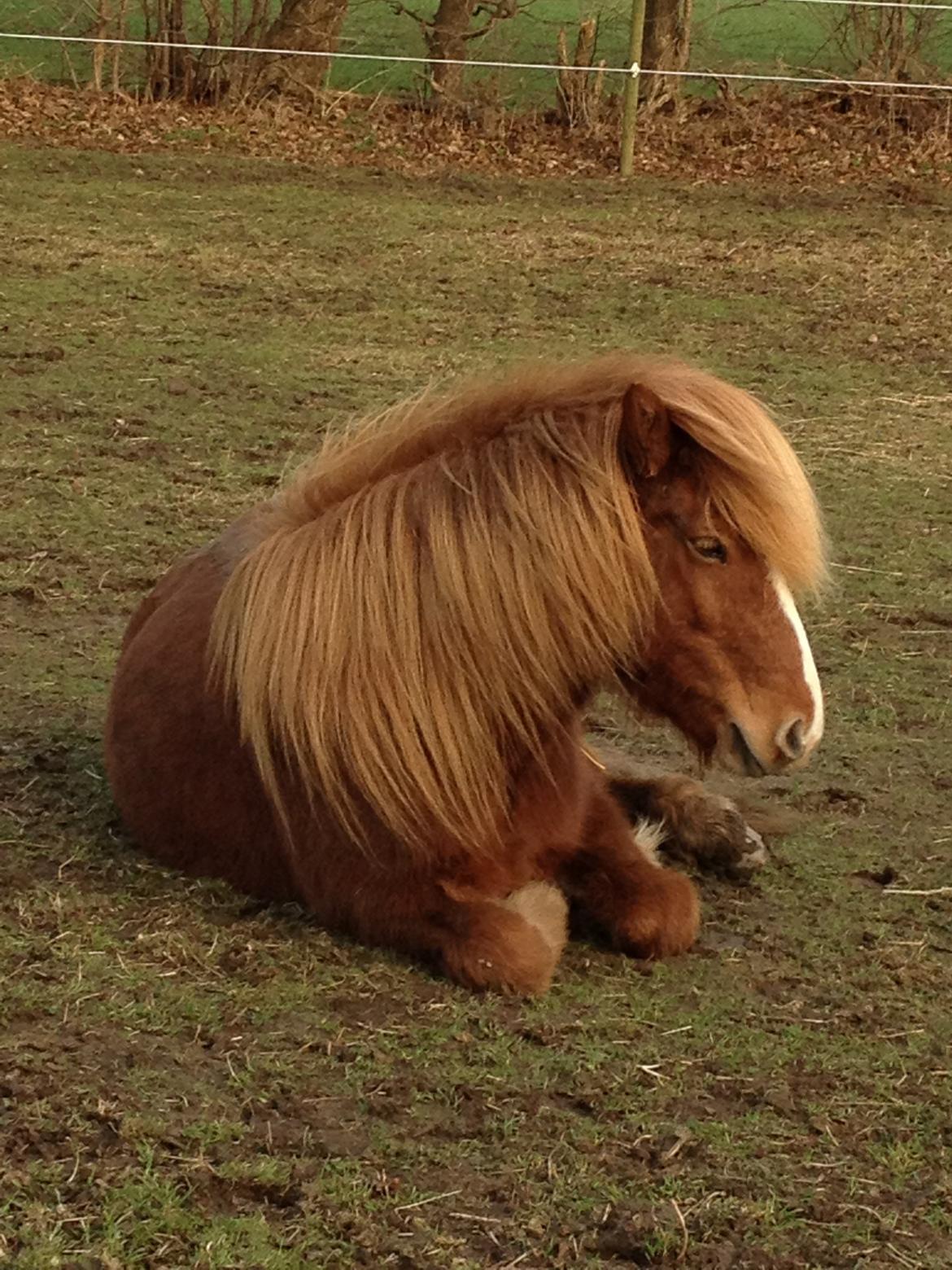 Islænder Laxi fra Højvang billede 3