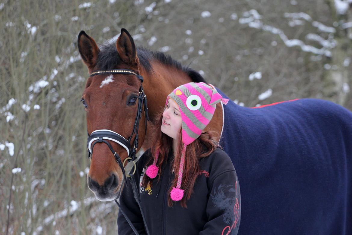 Dansk Varmblod Bøgegårdens Lands-River (Lancelot) - Søde dejlige Lancelot <3 Foto: Maibritt U. billede 2