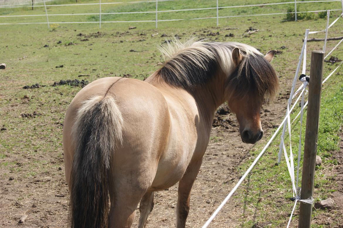 Anden særlig race Tulle billede 1