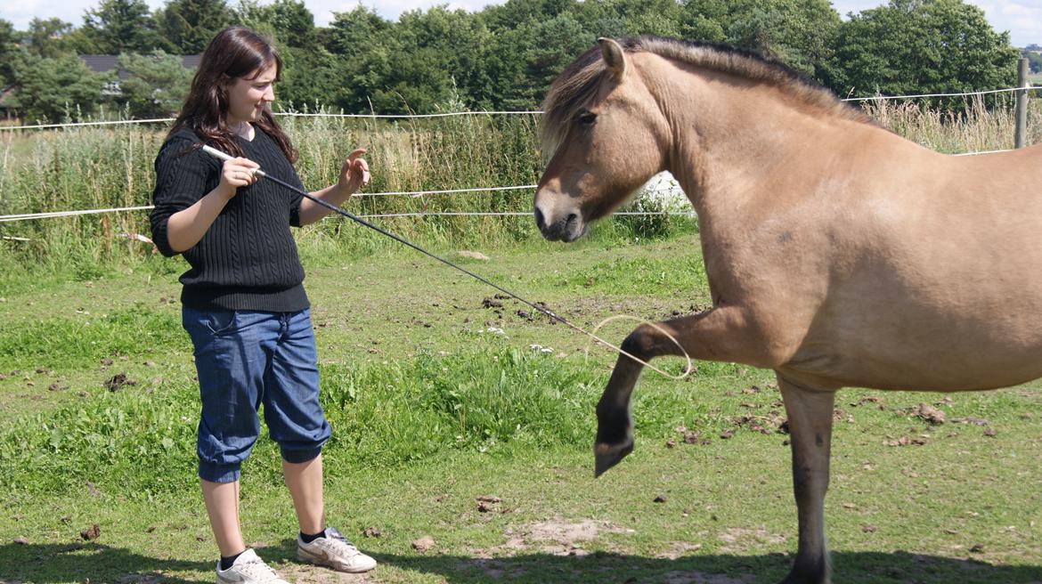Anden særlig race Tulle billede 4