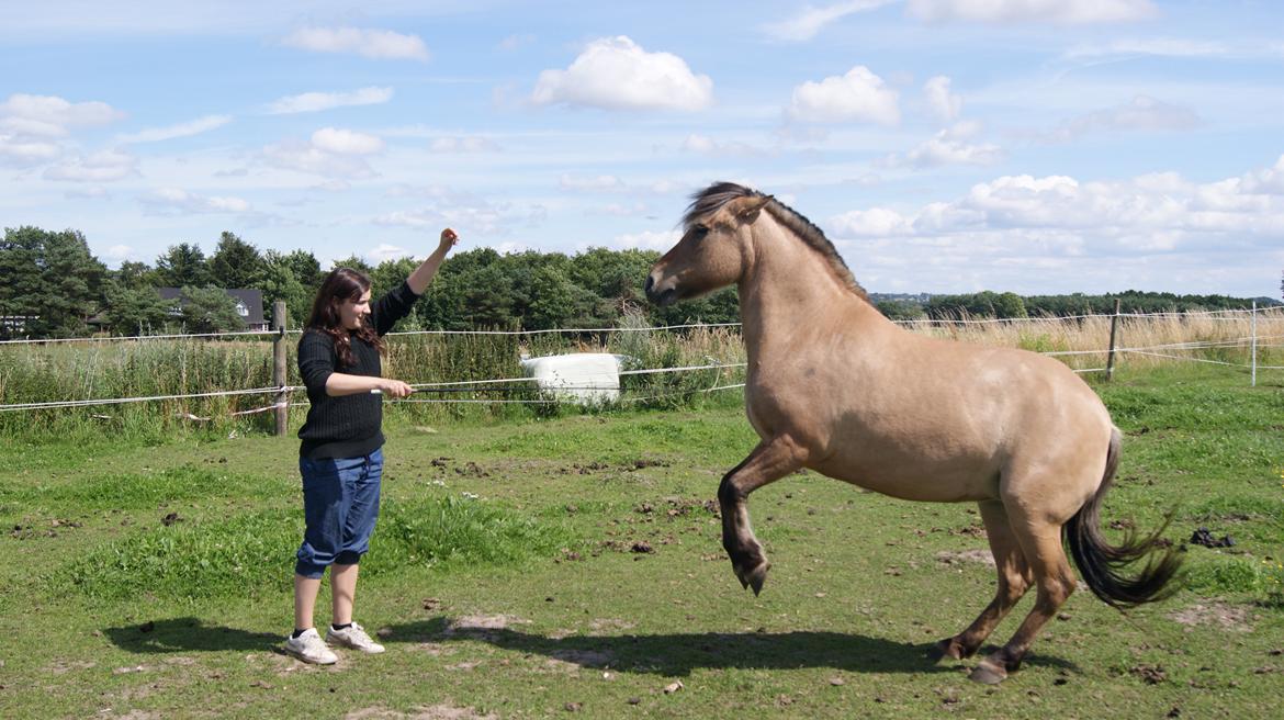 Anden særlig race Tulle billede 5