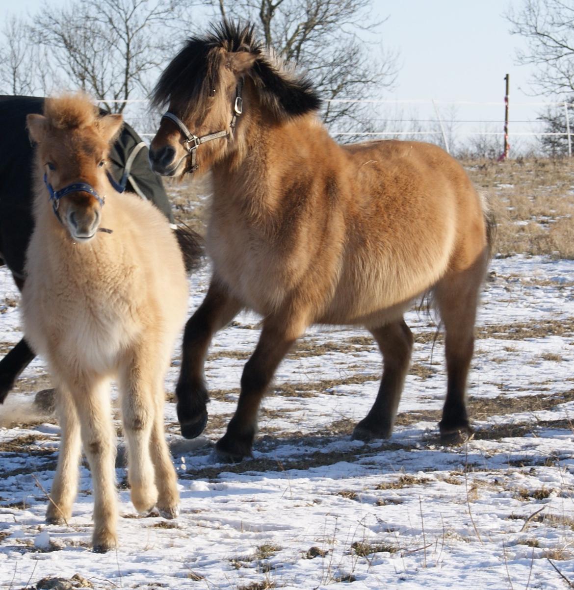 Anden særlig race Tulle billede 6