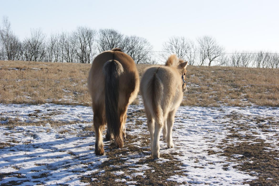 Anden særlig race Tulle billede 7