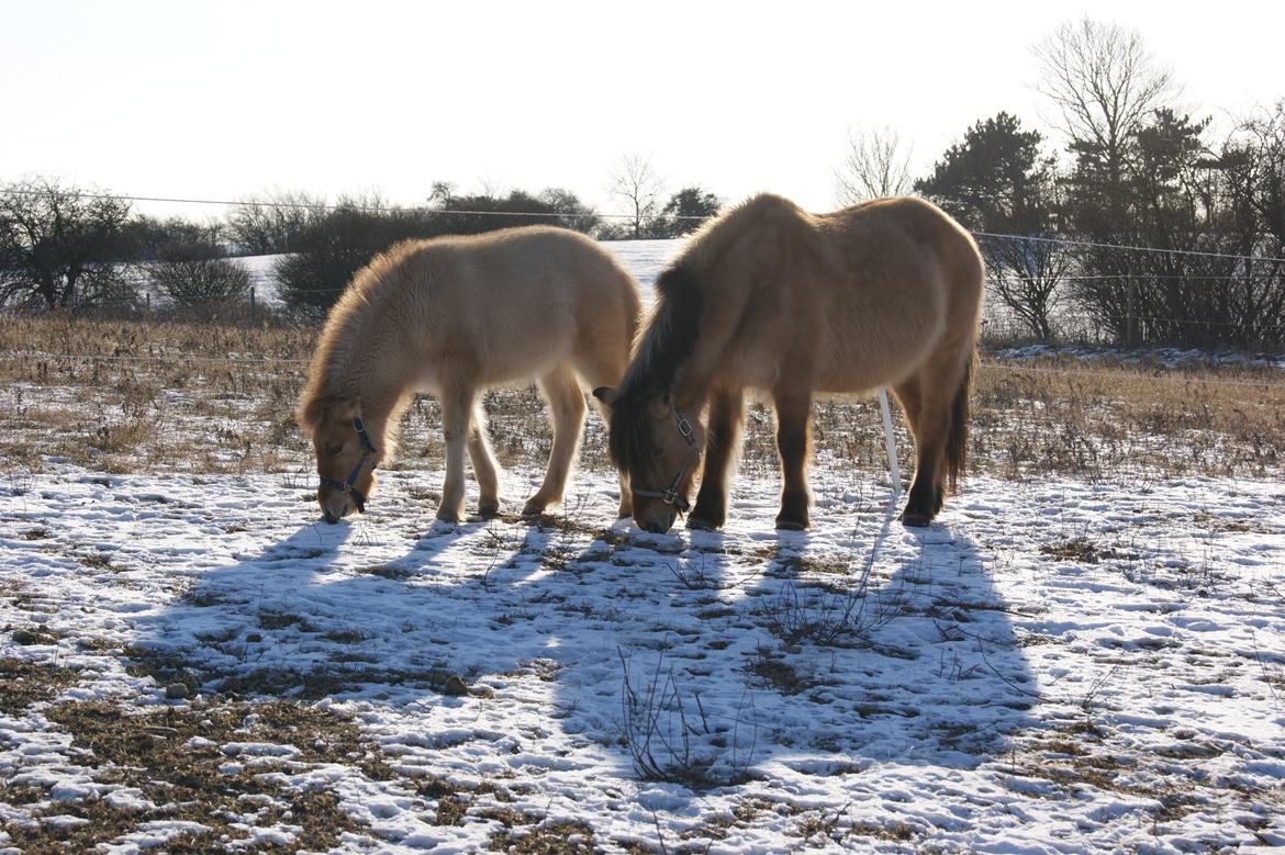 Anden særlig race Tulle billede 8